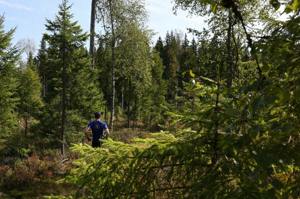 “Klart du kan” er mottoet til Kongsvinger skogsmaraton. Med dette bildet fra i fjor kan vi legge til “…få lyst”. (Foto: Marianne Røhme) Kongsvinger Maraton 2024