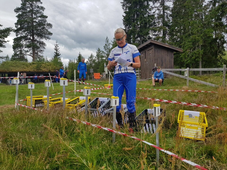 Trivelig på Vollkoia på vårsesongens siste bedrifts o-løp