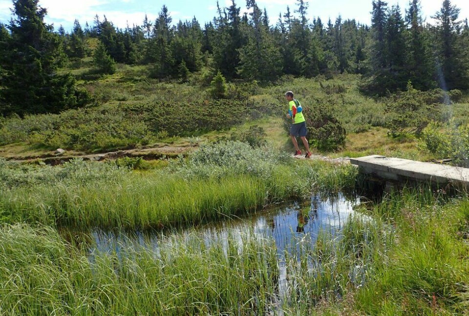 Tim Bennett på Ilsetra løpetur rundt Reinsvatnet Tim Bennett på Ilsetra løpetur rundt Reinsvatnet