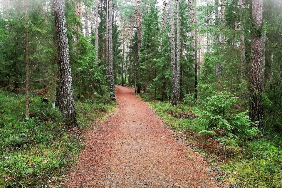 Flotte skogstier i Moskogen i Moelv. Flotte skogstier i Moskogen i Moelv.