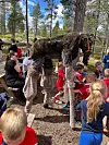 Femundreinen dukket opp igjen i år og fikk stor oppmerksomhet fra de yngste femundløperne.