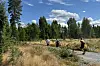 Tre maratonløpere legger ut på den siste runden i skogsløypa fra Sæter lørdag.