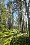 Store deler av løypa går på bratte skogsstier oppover lia.