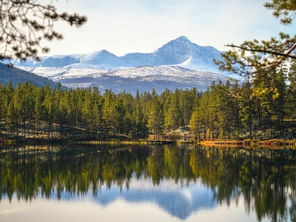 Kroktjønna en stille morgenstund. (Foto: Anne-Lise Finnanger Strøm)