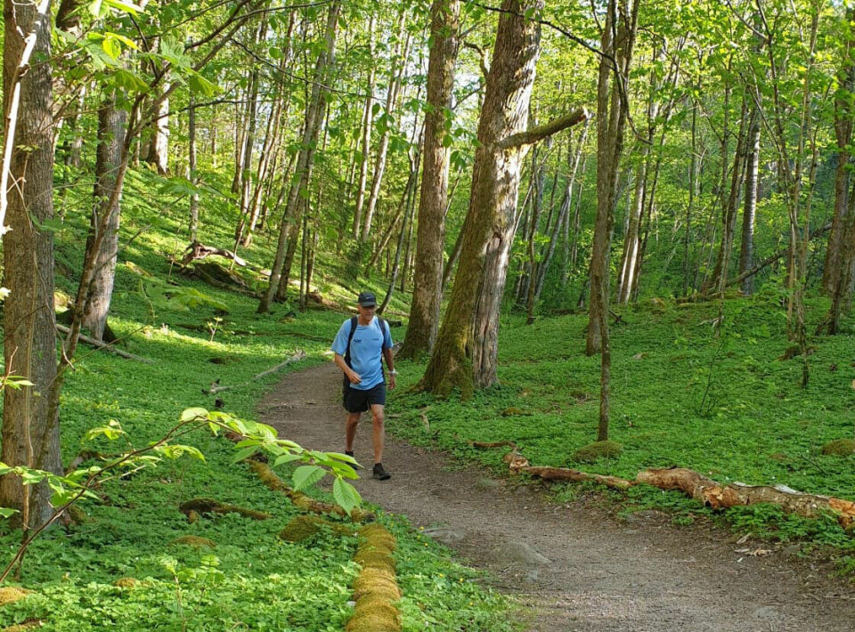 I det grøne: Det var fint å ha selskap av kyststivandrar nummer ein, òg dei gongene stien tok ein avstikkar inn i skogen. (Foto: Runar Gilberg) I det grøne: Det var fint å ha selskap av kyststivandrar nummer ein, òg dei gongene stien tok ein avstikkar inn i skogen. (Foto: Runar Gilberg)