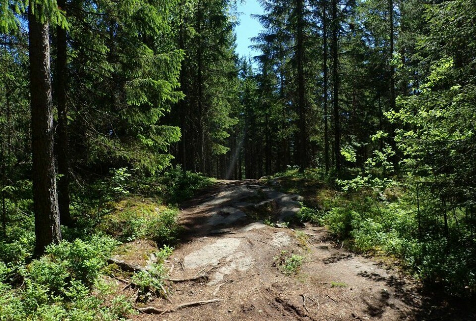Marianne Røhmes beste langtur i Ullensaker fra Skogmo, via Åfallet til Åsmarka