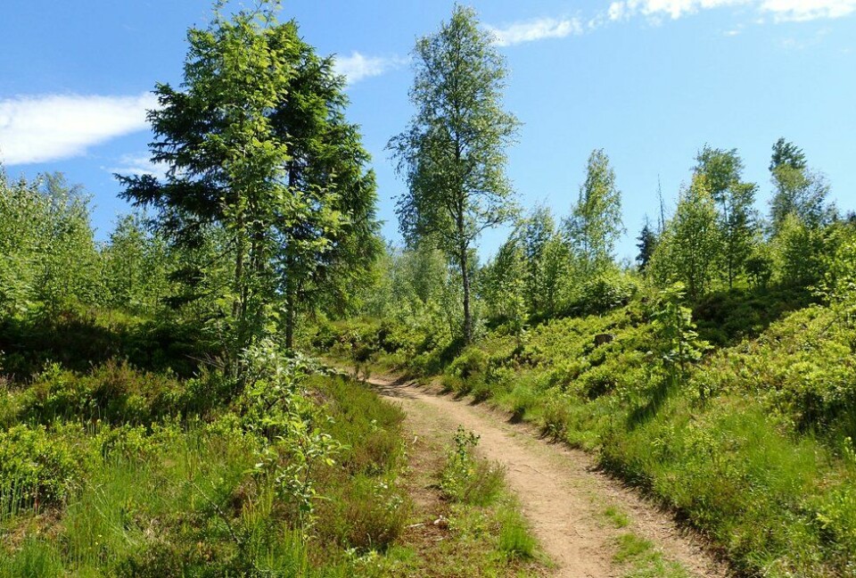 Marianne Røhmes beste langtur i Ullensaker fra Skogmo, via Åfallet til Åsmarka