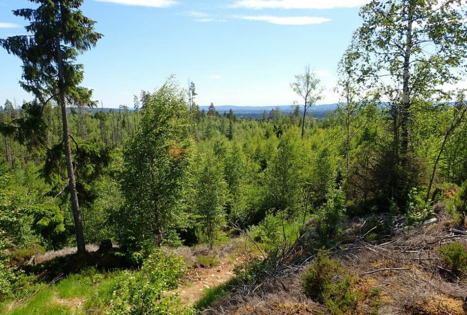 Marianne Røhmes beste langtur i Ullensaker fra Skogmo, via Åfallet til Åsmarka