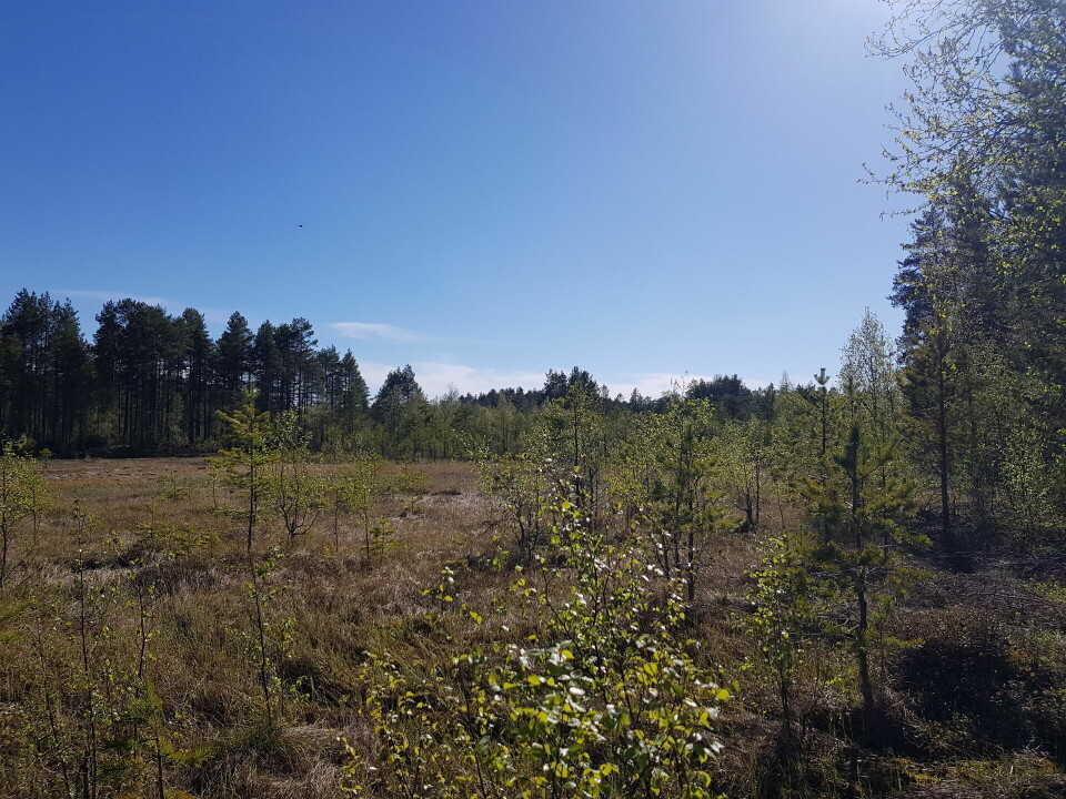 Bedrifts o-løp i Mosjømarka i Løten