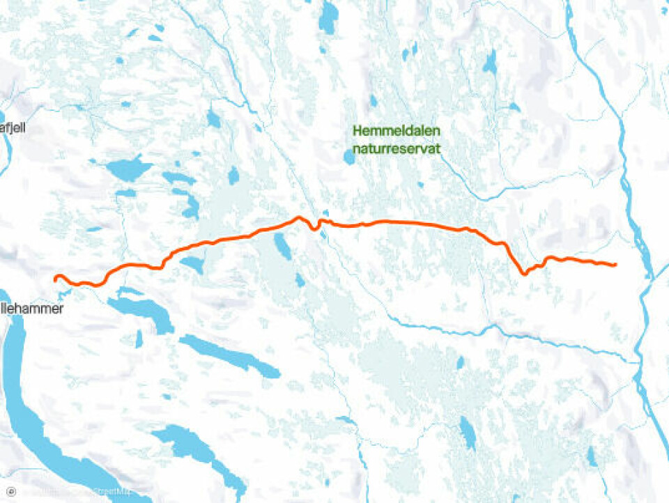 Å stake eller ikke stake Birken, det er spørsmålet