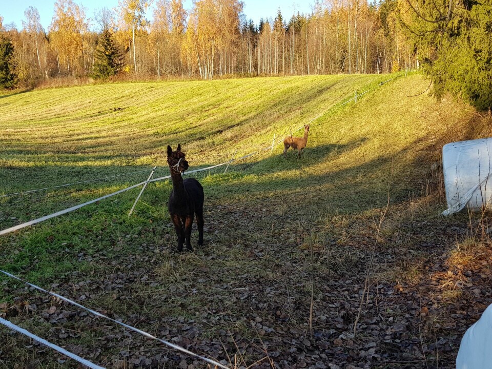Tidenes minste startfelt i Snøkuten