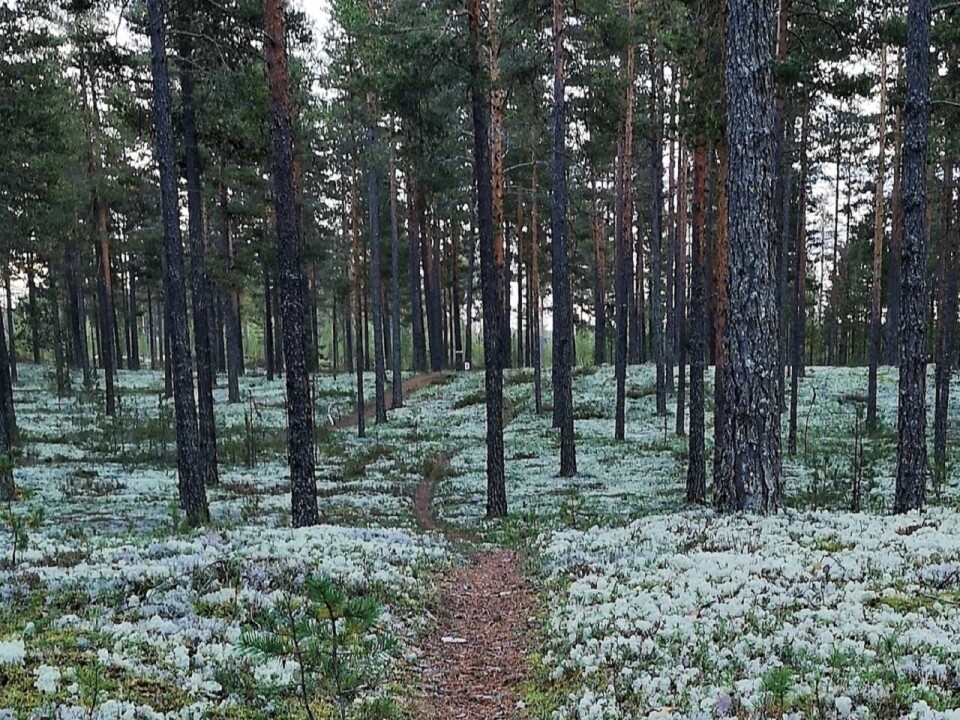 Fra en god skivinter til en like god løpevår
