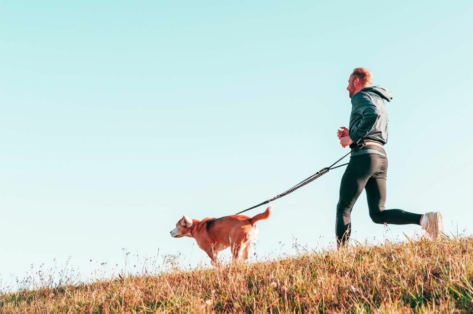 Å løpe med hund er topp og man får slått en del fluer i samme smekk. Man får trent seg selv, man får trent hunden og man får luftet den. (Foto: Canva) Å løpe med hund er topp og man får slått en del fluer i samme smekk. Man får trent seg selv, man får trent hunden og man får luftet den. (Foto: Canva)
