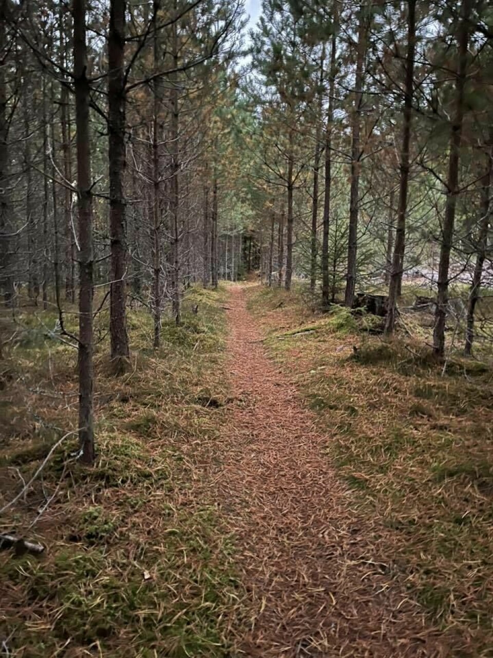 Løypa byr på fine stier og grusveier. (Foto: arrangøren)