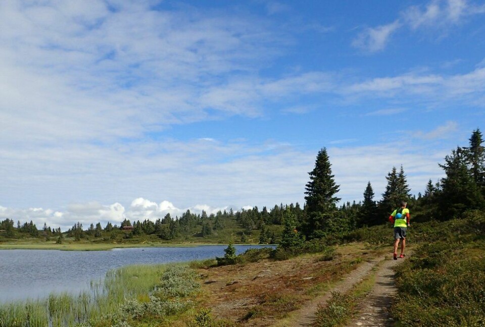 Tim Bennett under en løpetur rundt Reinsvatnet ved Ilsetra. (Foto: Marianne Røhme) Tim Bennett på Ilsetra løpetur rundt Reinsvatnet