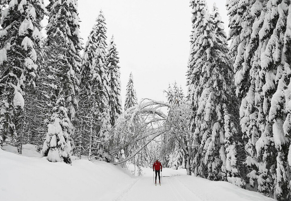 Lukkeportalen: Det er mykje glede å finne i bakkane i Nordmarka. (Foto: Eirik Ottesen) Lukkeportalen: Det er mykje glede å finne i bakkane i Nordmarka. (Foto: Eirik Ottesen)