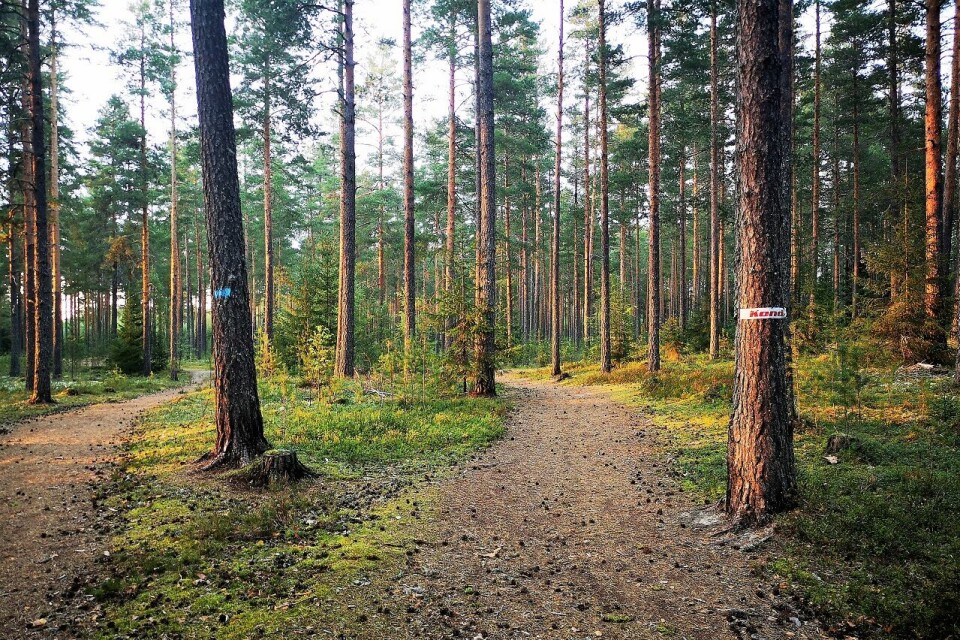 Ikke noe å si på jakt-terrenget for Kondis-høstjakta i Elverum..... (Foto: Rolf Bakken) Ikke noe å si på jakt-terrenget for Kondis-høstjakta i Elverum..... (Foto: Rolf Bakken)