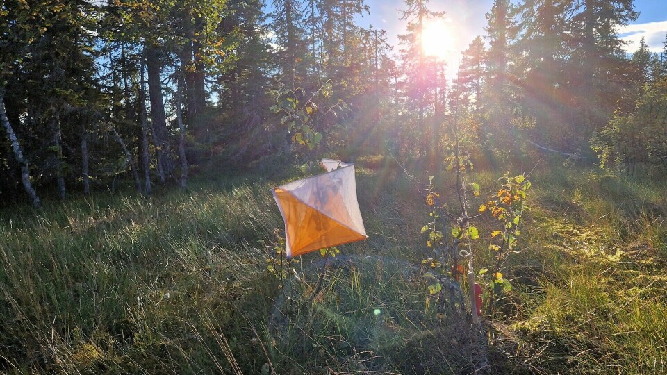 Myrpost i kveldssol. (Foto: Stein Arne Negård) Myrpost i kveldssol. (Foto: Stein Arne Negård)