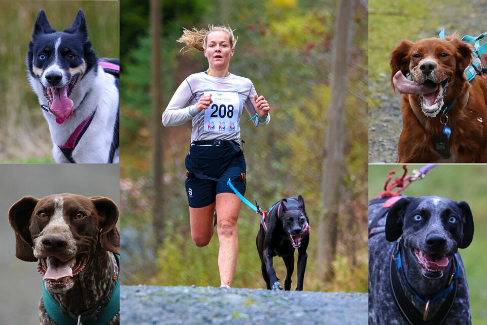 Det var mange ivrige hunder med løpere hengende i snøre etter seg under snørekjøringen, som var en del av NM hundekjøring barmark. Kristina Marcelius Hjulstad henger greit med. (Alle foto: Arne Dag Myking) NM Hundekjøring - Kristina Marcelius Hjulstad