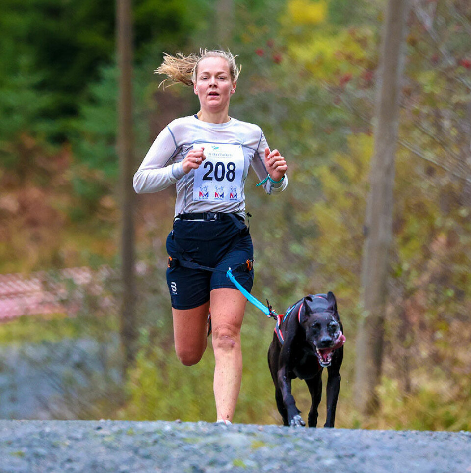 Høy fart og ivrige hunder under NM i hundekjøring 1U9A3269.jpg