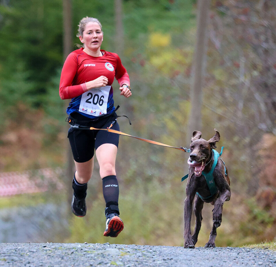 Høy fart og ivrige hunder under NM i hundekjøring 1U9A3166.jpg