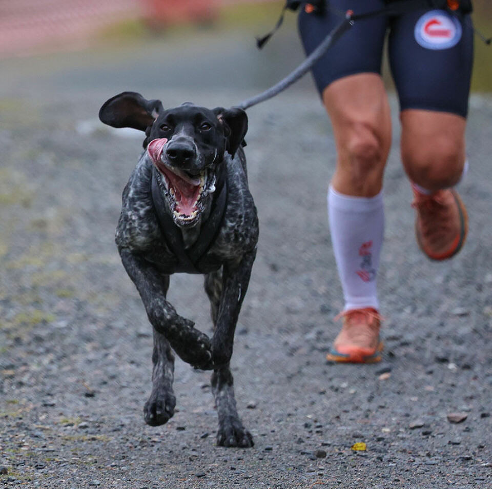 Høy fart og ivrige hunder under NM i hundekjøring 1U9A2849.jpg