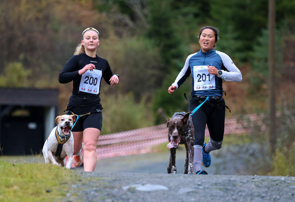 Høy fart og ivrige hunder under NM i hundekjøring 1U9A3114.jpg