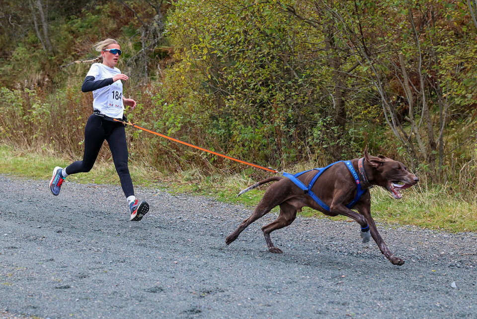 Høy fart og ivrige hunder under NM i hundekjøring 1U9A2668.jpg