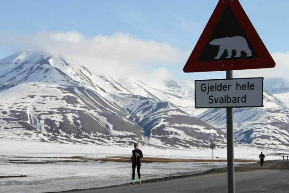 Vil du være med og promotere Spitsbergen Marathon? Isbjoern_paa_hele_Svalbard