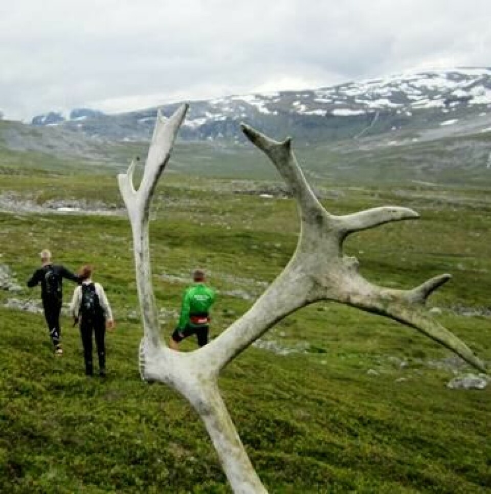 Tromsø Mountain Ultra 25.august I-Reinsdyrenes_rike_cropped_373x375