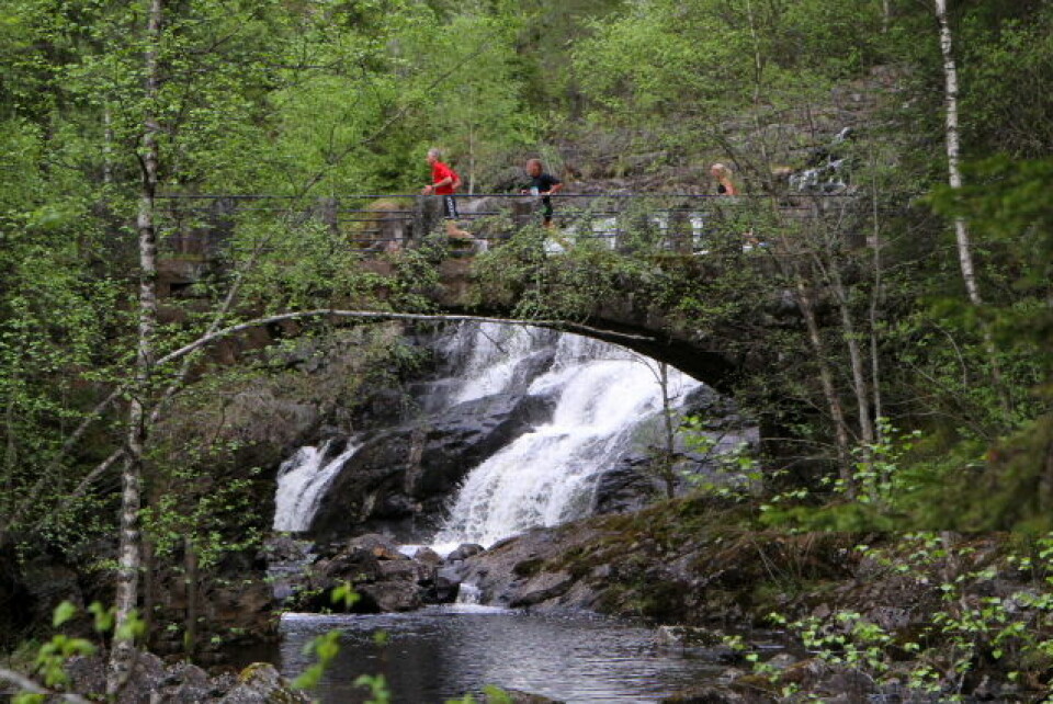 Løp- og deltakerrekord i Mesnaelva opp