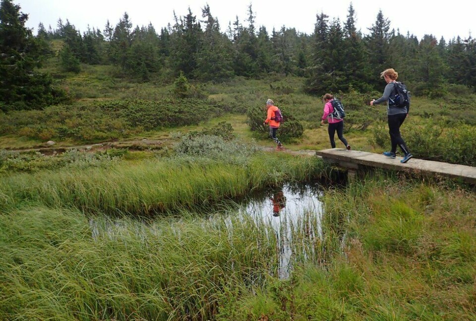 Siste frist for å melde på Kondis sin løpe- og yogahelg på Hafjell F.v.: Yngvild Schwung Nilsen, Alice Steinkellner og Laila Tjelmeland på løpesamling for Kondis på Ilsetra august 2020