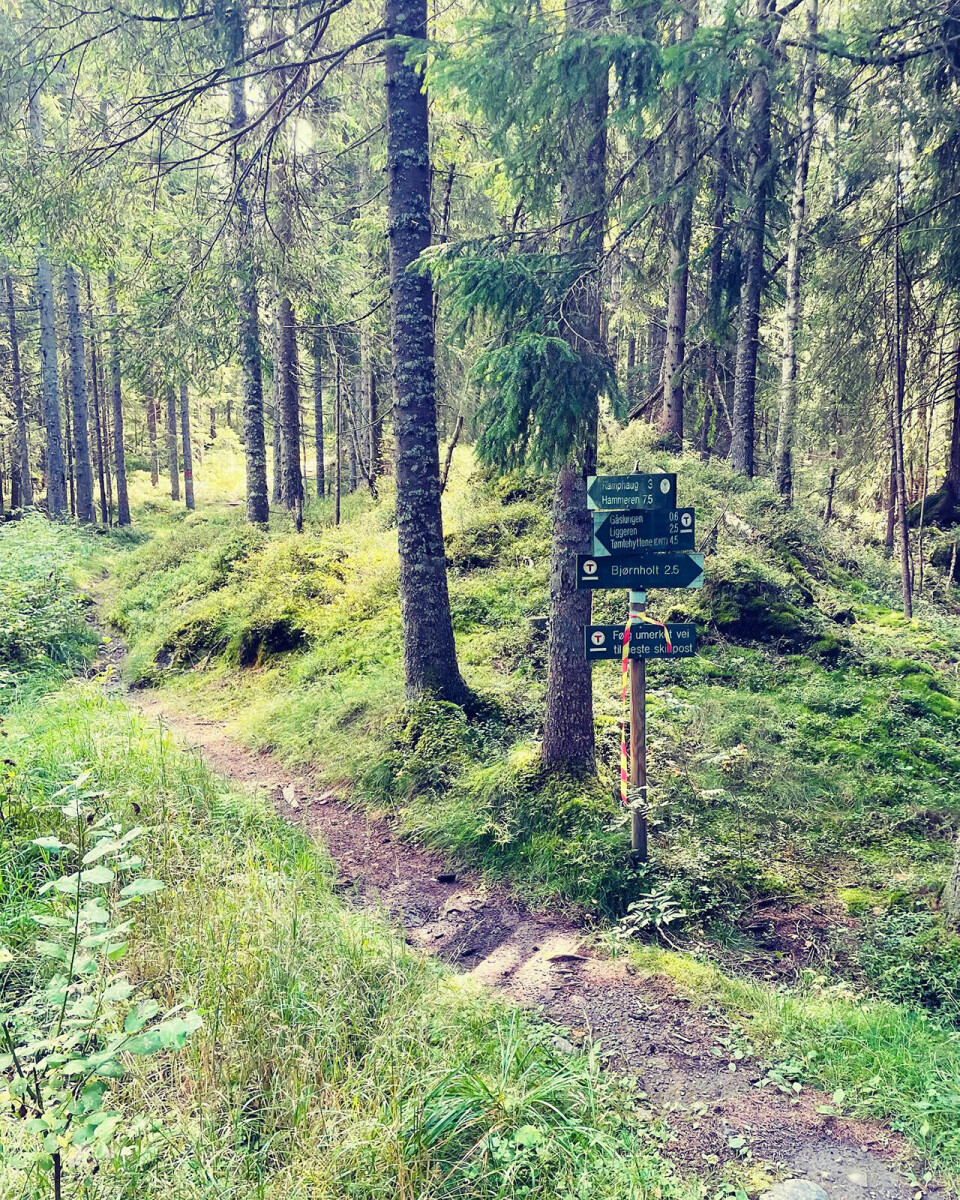 Tørt og varmt under Nordmarkstravern skogen-stier.jpg