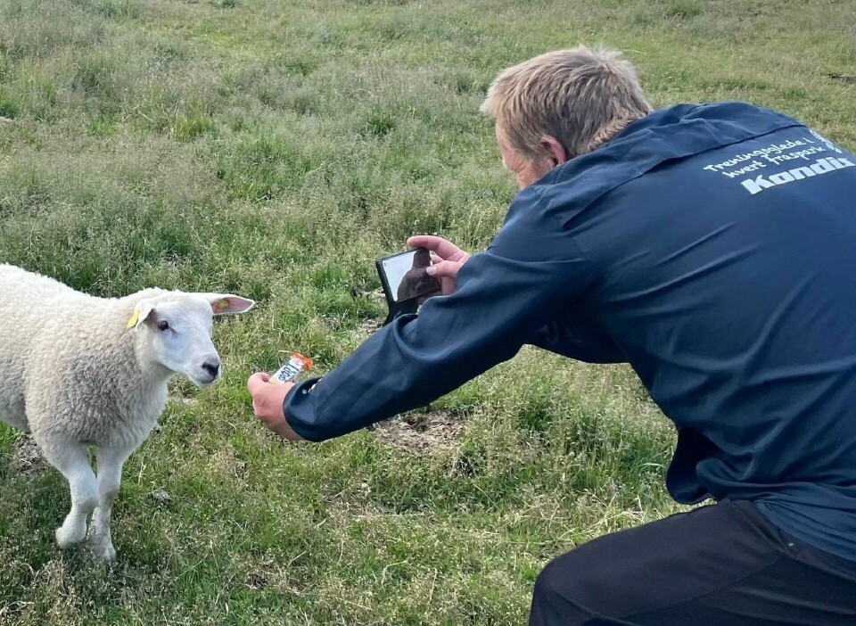 Bedriftsorienteringen i Innlandet starter rett etter påske Kondis er der det skjer og gj¢r at for å få de beste bildene.jpg