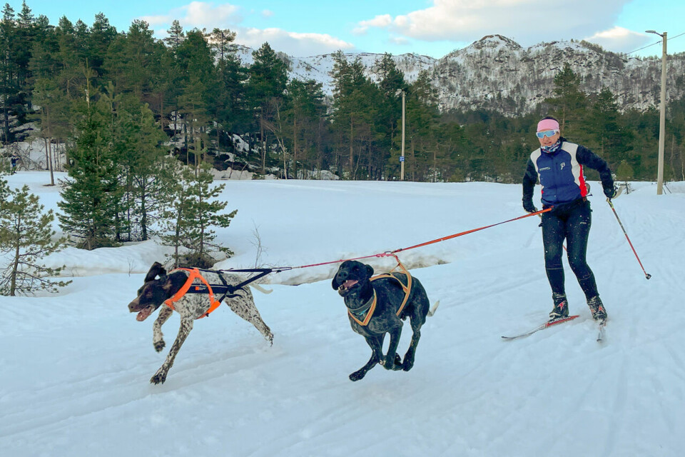 Klas, Julian, Beate og hundene er klare for NM til helgen Beate Vinkler Rasmussen og hundene.jpg