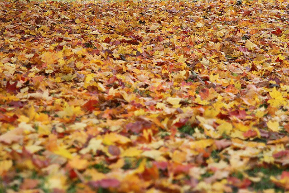 Bygdøymila i høstfarger