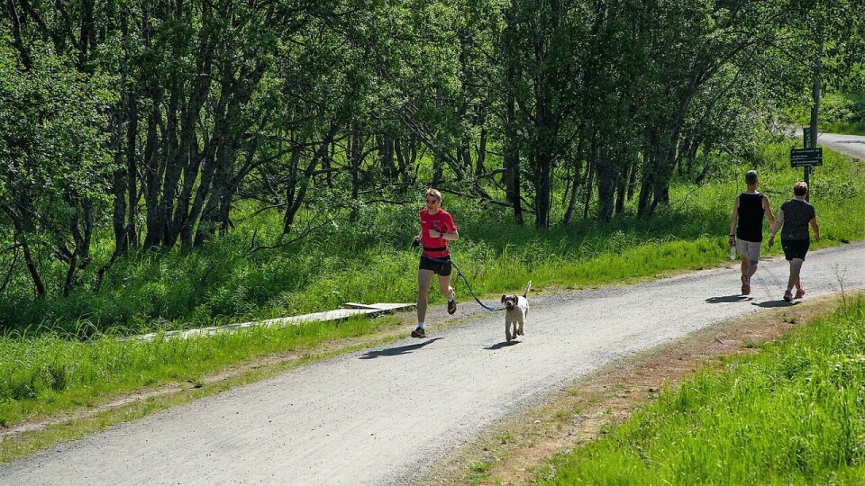 – Ved å trene får man erfaring med å føle ubehag i en ufarlig og lystbetont setting, sier forsker Anders Årnes. (Foto: UiT/Jørn Berger-Nyvoll) – Ved å trene får man erfaring med å føle ubehag i en ufarlig og lystbetont setting, sier forsker Anders Årnes. (Foto: UiT/Jørn Berger-Nyvoll)