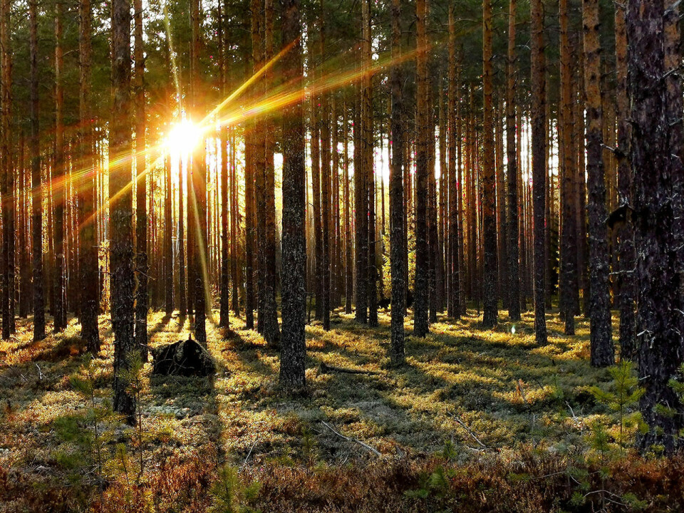 Vandring på historisk grunn gjennom Finnskogen Mytiske-Finnskogen-foto-Roger-Soikkiainen-Nabben.jpg