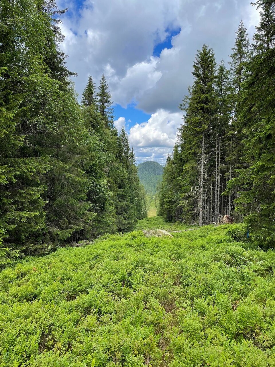 Vandring på historisk grunn gjennom Finnskogen Elgklinten-foto-Else-Husa.jpg