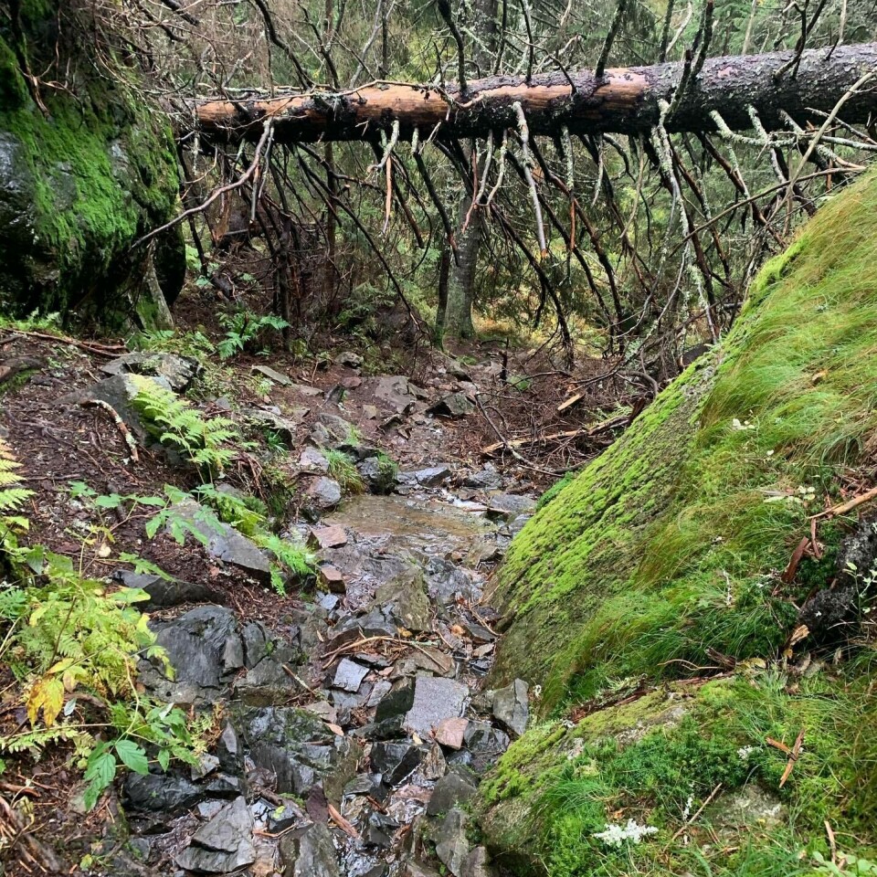 Didrik Hermansen vinner og vinner, nå i Oslo Trail Challenge 100 km Nordmarka-sti.jpg