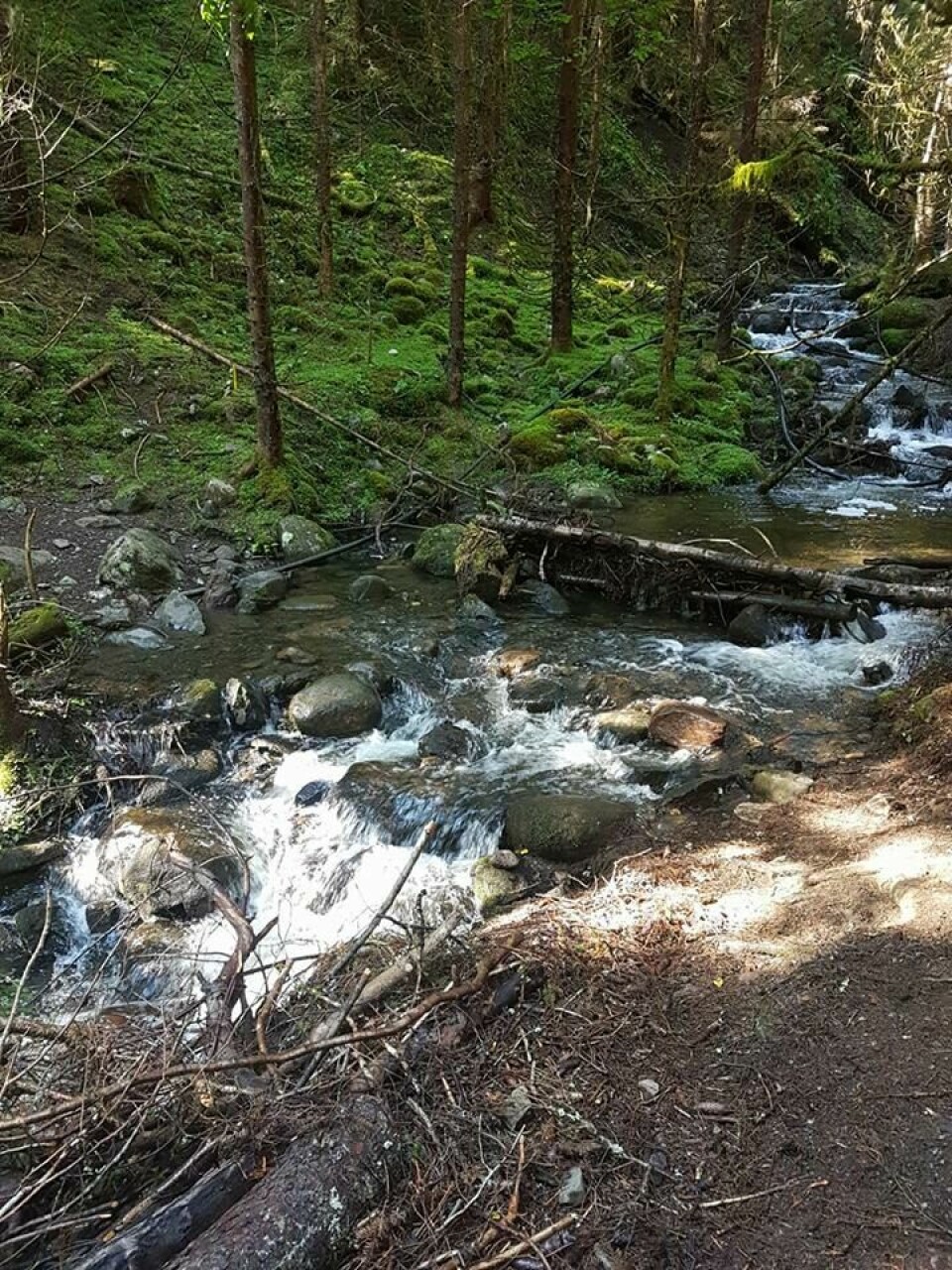 O-verdensmester Kinneberg til topps i Åneskøl Opp Flom_i_bekken;1,8km.jpg