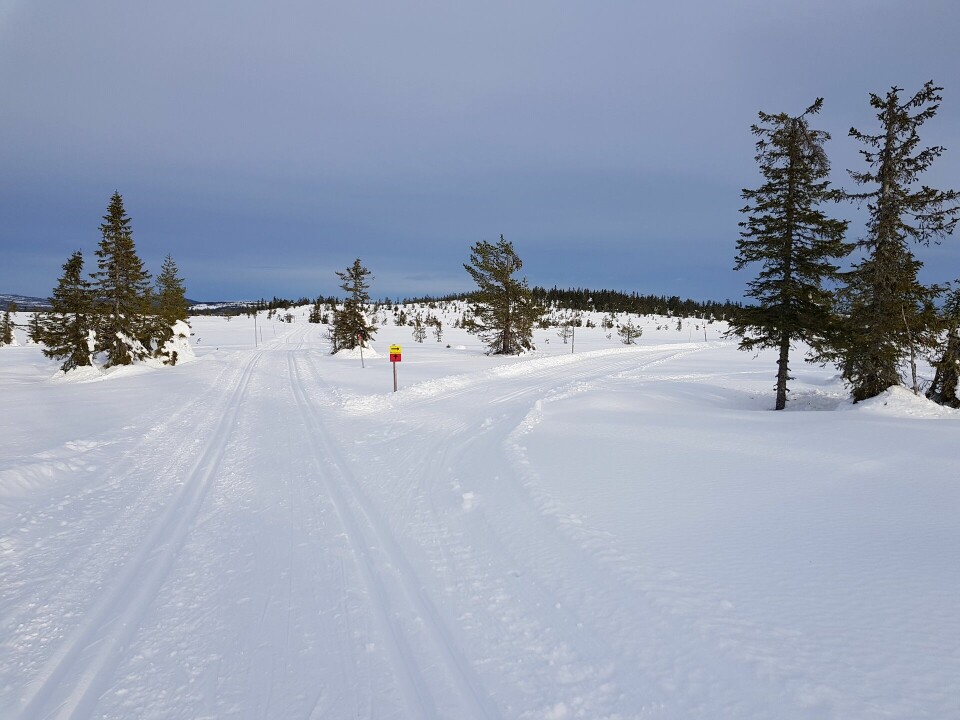 Fra Appelsinhaugen der kort- og lang løype skiller lag. (Foto: Stein Arne Negård) Fra Appelsinhaugen der kort- og lang løype skiller lag. (Foto: Stein Arne Negård)