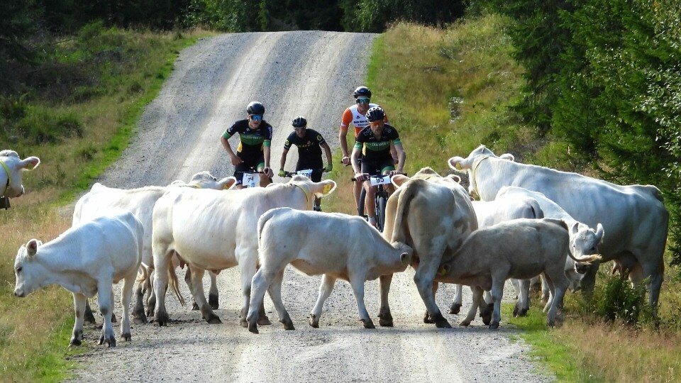 Det dukket opp noen ekstra utfordringer for tetkvartetten i den første utgaven i fjor. Fra v. vinner Henrik Fjermedal, Øyvind Klemetsen Bøthun, Daniel Pinto og Oddvin Offigstad. (Foto: Stein Arne Negård) Det dukket opp noen ekstra utfordringer for tetkvartetten i den første utgaven av i fjoårets ritt. Fra venstre: Henrik Fjermedal, Øyvind Klenetsen Bøthun, Daniel Pinto og Oddvin Offigstad. (Foto: Stein Arne Negård)