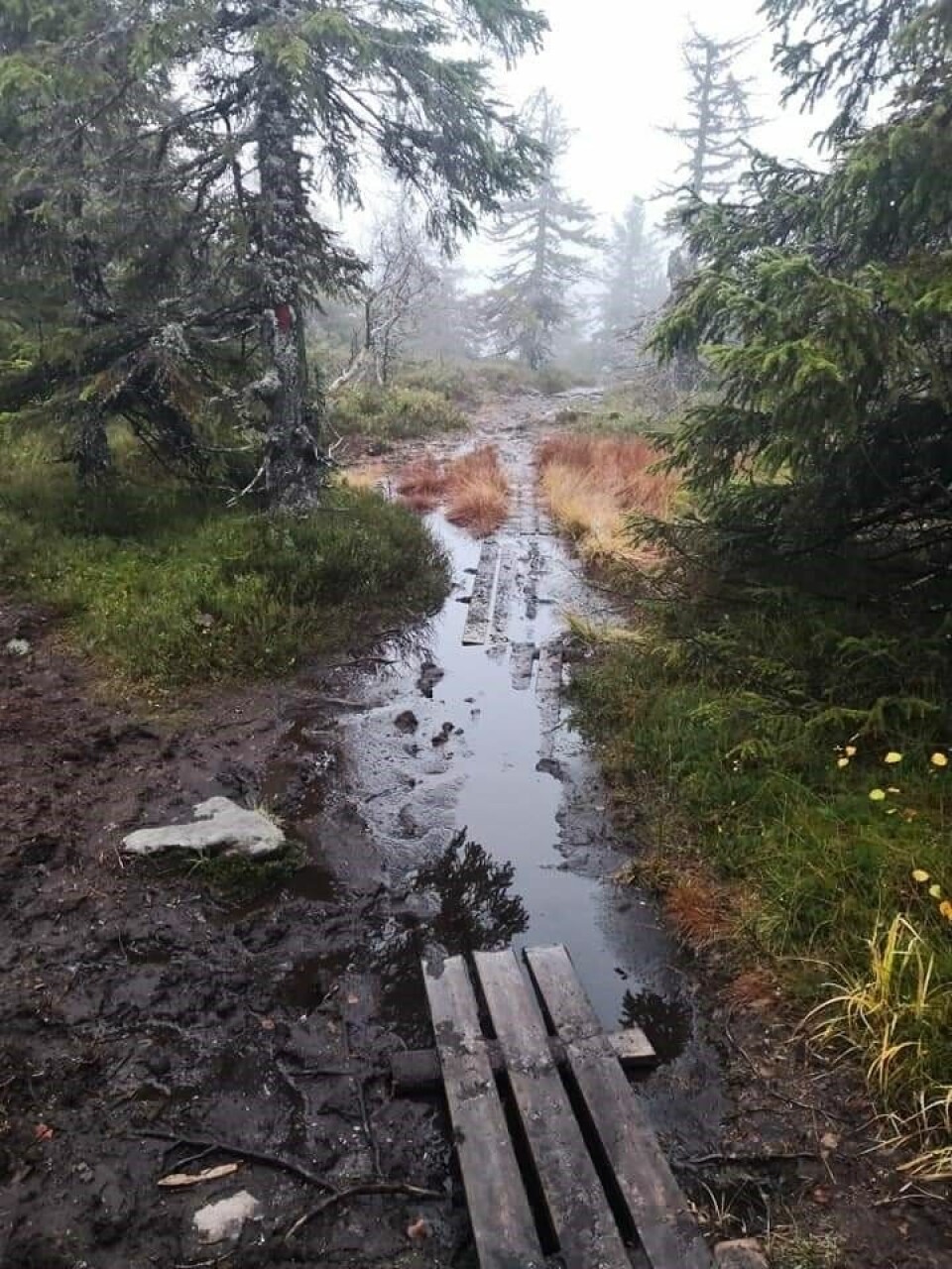 Bèrghem Ultra 100 miles på Hedmarksvidda: Fire år, ingen har fullført Sti_i_myra.jpg