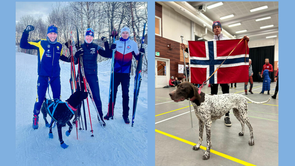 Vestlendingene som deltar i VM i hundekjøring på Røros: Klas Færøvik, Beate Vinkler-Rasmussen og Julian Vinkler-Hansen. Julian holder flagget og greysteren Chillie Pepper. (foto: privat) Vestlendingene som deltar i VM i hundekjøring på Røros: Klas Færøvik, Beate Vinkler-Rasmussen og Julian Vinkler-Hansen. Julian holder flagget og greysteren Chillie Pepper. (foto: privat)