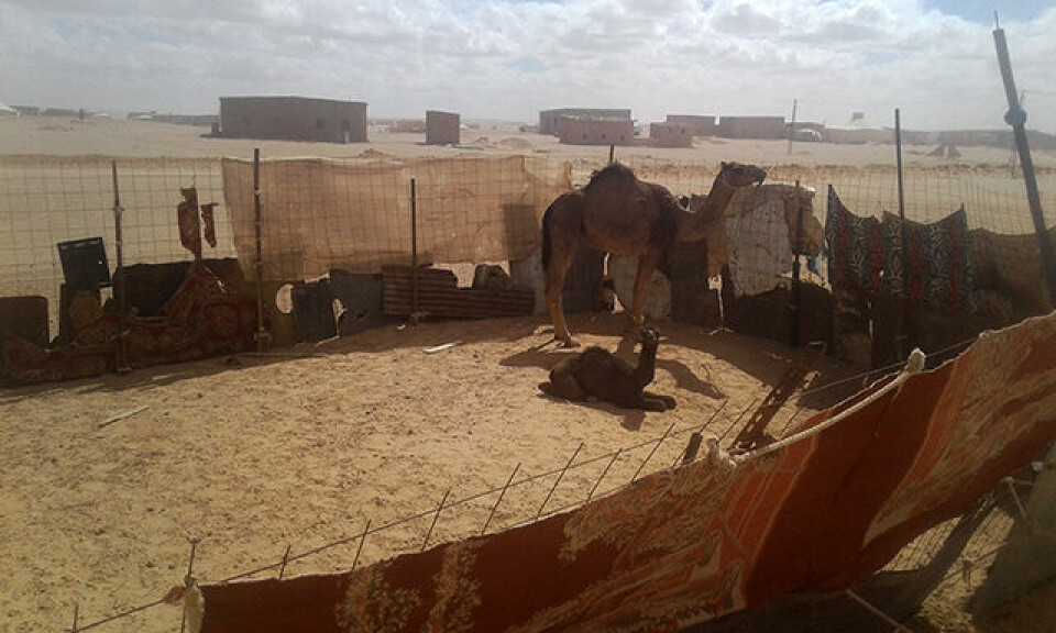 21 skandinaver løp Sahara Marathon i strålende sol og mye vind ph_innhegning_camel_20180226_145545.jpg
