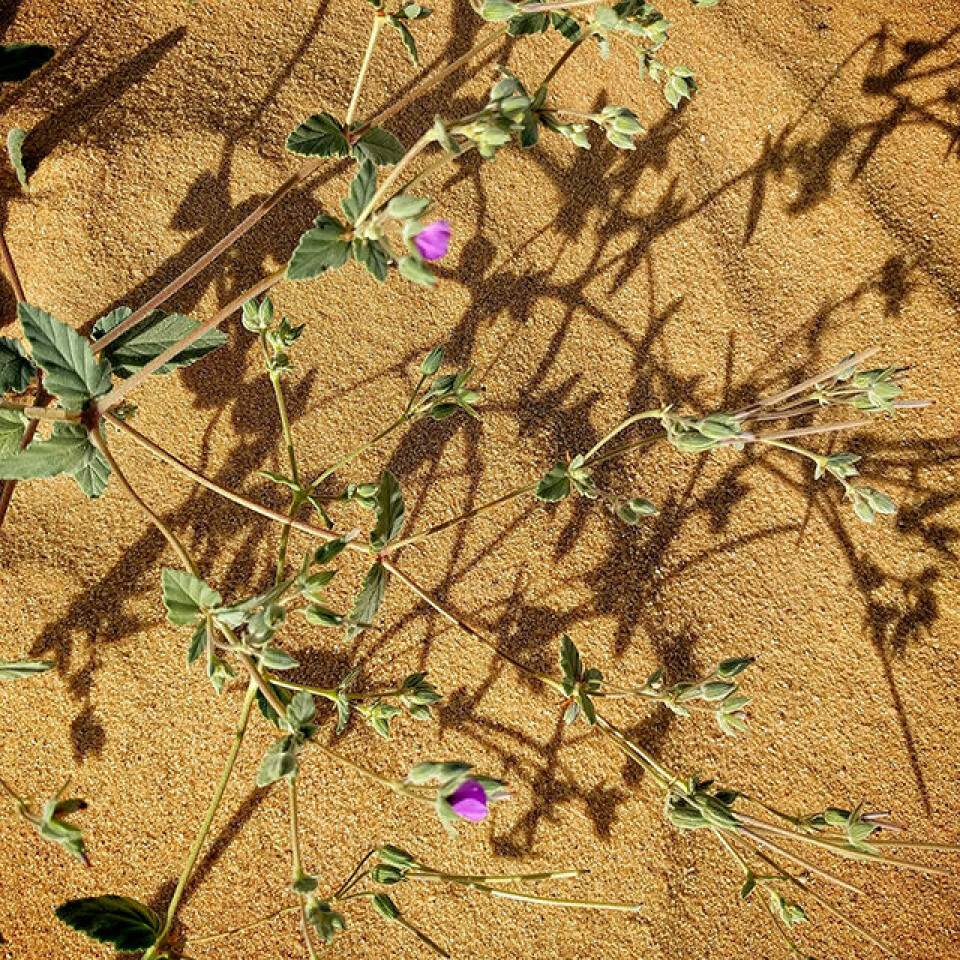 21 skandinaver løp Sahara Marathon i strålende sol og mye vind blomster_o_sand_640.jpg