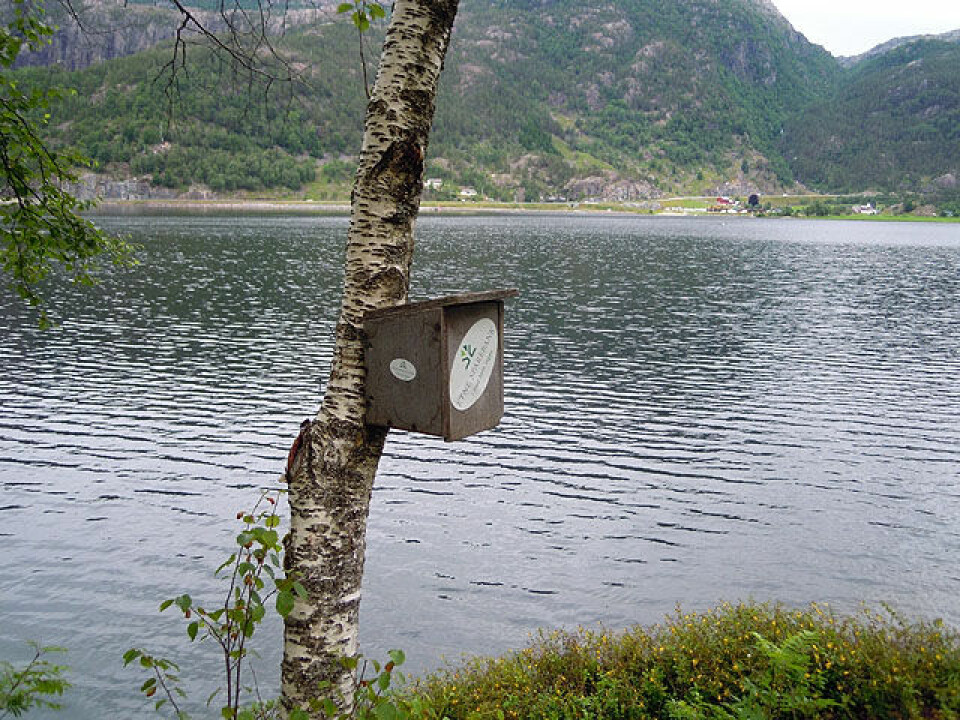 Kjersti Fresvik med løyperekord i Rullestadvatnet Rundt Nuteringskasse_DSCN0695.jpg