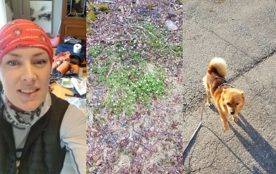 47 har løpt Kondis' virtuelle maraton- og ultraløp, som fortsetter ut mai Mari_O_Mamre_montasje_hunden_Felix.jpg