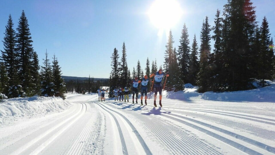 SkiBirken 2025 i tall, ord og bilder Eliten i Kvarstadlia i fjorårets Birkebeinerenn. (Foto: Stein Arne Negård)